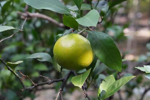 ウンシュウミカン ウンシュウミカン,みかん,ミカンの写真素材