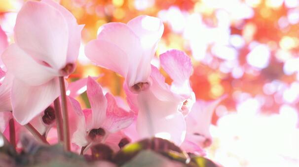 シクラメン-182 シクラメン,ピンク,ショッキングピンクの写真素材