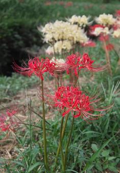 野に咲く彼岸花 野に咲く彼岸花 彼岸花,秋,花の写真素材