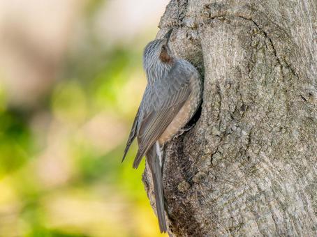 木にとまるヒヨドリの写真