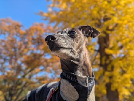 秋のお散歩 イタグレ,イチョウ,散歩の写真素材