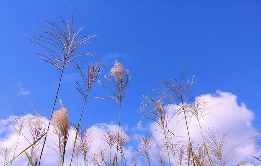 開き始めたススキの穂と秋晴れの青空・雲 開き始めたススキの穂と秋晴れの青空・雲 ススキの穂,穂,開くの写真素材