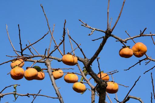 木に生った柿の実と青空 木に生った柿の実と青空 柿,柿の木,食べ物の写真素材