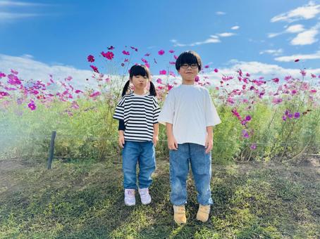 コスモスと子供 コスモス,秋,子供の写真素材