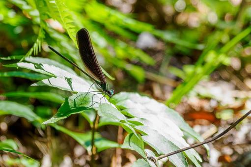 ハグロトンボ⑽ トンボ,ハグロトンボ,ホソホソトンボの写真素材