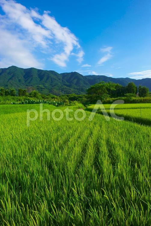 ８月の田園風景 稲作,稲田,水田の写真素材