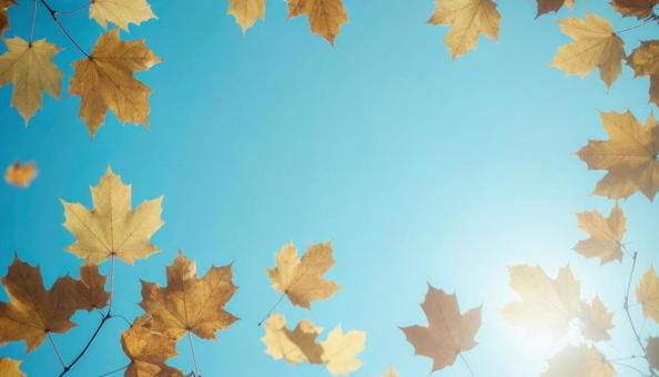 紅葉と青空 紅葉と青空の写真