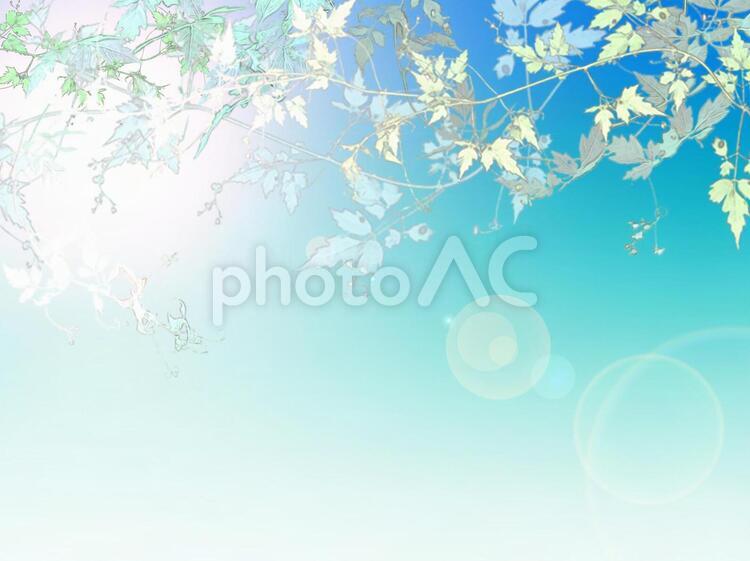 夏の日差しと葉陰 日差し,太陽,夏の写真素材