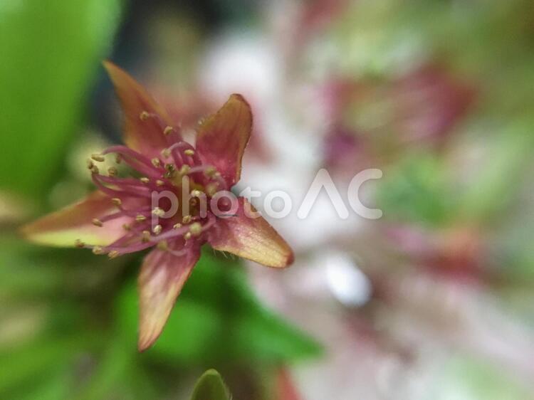 御殿場桜の花びら 御殿場桜,桜,花の写真素材