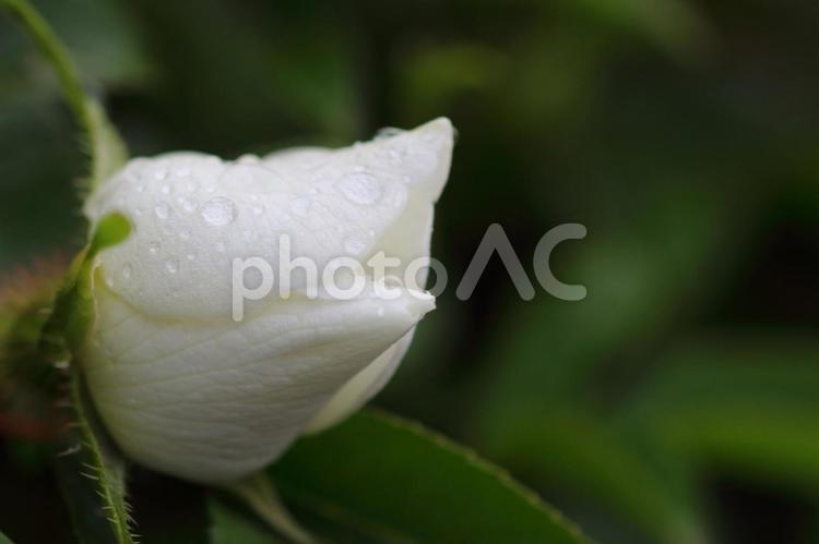 白いバラ　花びらに水滴　接写マクロ撮影 白いバラ,水滴,バラの写真素材