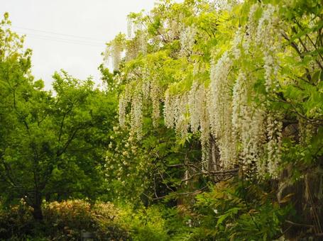 Photo, rattan, wisteria trellis, white, 