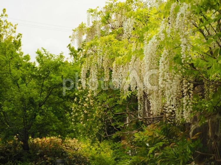 白い藤の花のある風景 藤,藤棚,白の写真素材