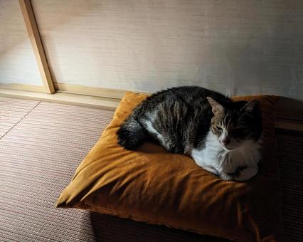 薄暗い和室の畳の上のクッションで休む猫 薄暗い和室の畳の上のクッションで休む猫 猫,和室,暗いの写真素材