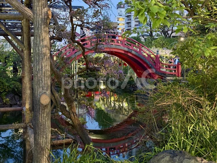 夕方の亀戸天神社　藤棚 夕暮れ,ライトアップ,夜空の写真素材