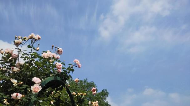 薔薇 薔薇 薔薇,バラ,青空の写真素材