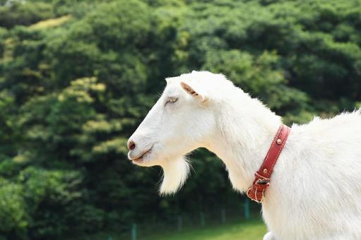 白ヤギ 横向き 白ヤギ 横向き 山羊,家畜,動物の写真素材
