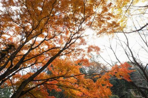 オレンジ色の紅葉 紅葉,秋,もみじの写真素材