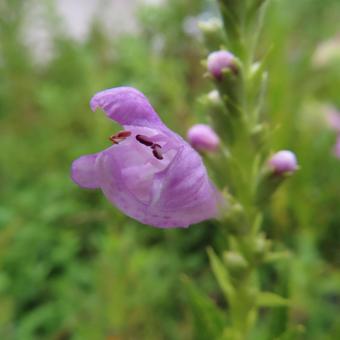 ハナトラノオ（花虎の尾） ハナトラノオ,花虎の尾,花の写真素材