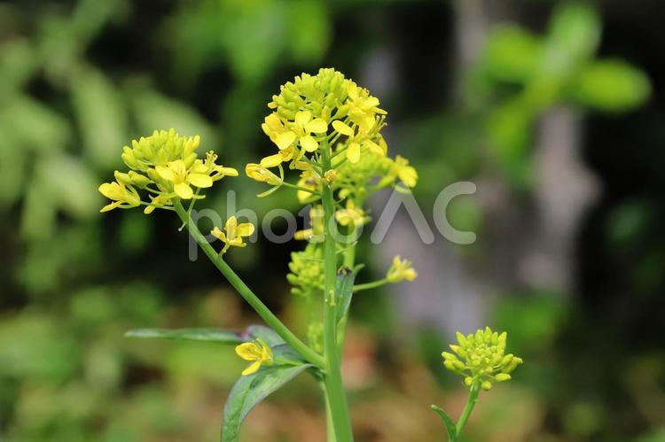 からし菜の花 春,野菜,食材の写真素材