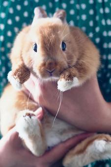 Photo, animal, a pet, tiny, 