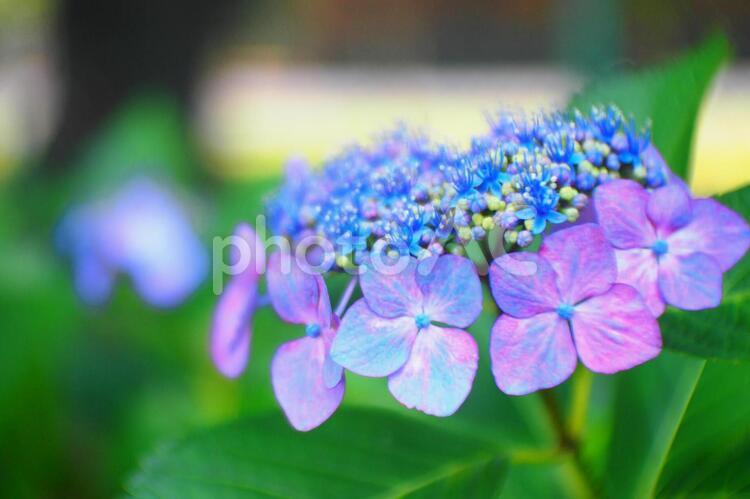 あじさいの季節 紫陽花,あじさい,アジサイの写真素材