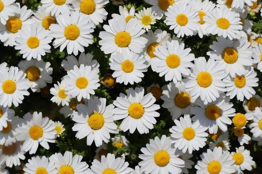 お花 ガーデニング,かわいい,きれいの写真素材