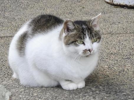 香箱座りの猫 香箱座りの猫 野良猫,香箱座り,動物の写真素材