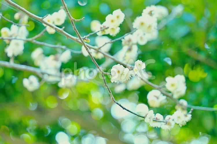 緑の中。木漏れ日に輝く梅２ 梅,白,ホワイトの写真素材