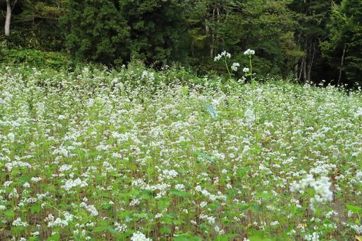山間のそば畑 花咲く 山間のそば畑 花咲く そば,蕎麦,蕎麦の花の写真素材