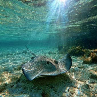 エメラルドグリーンの海とエイ エメラルドグリーンの海とエイの写真