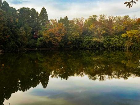 森を映す池 池,沼,森の写真素材