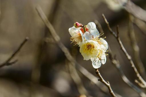 Plum blossoms beginning to bloom in sunny weather, JPG