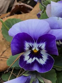 パンジーの写真