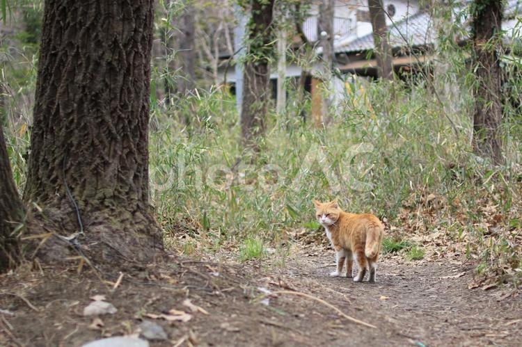 林の中こちらを振り返る猫 振り返る,林,屋外の写真素材