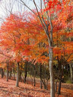 紅葉 紅葉の写真