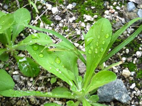 草にしずく 野草,草,雫の写真素材