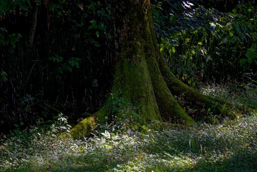 光が差し込む森 光が差し込む森の写真
