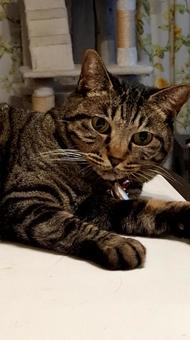 照片, 活物, 动物, 宠物, 