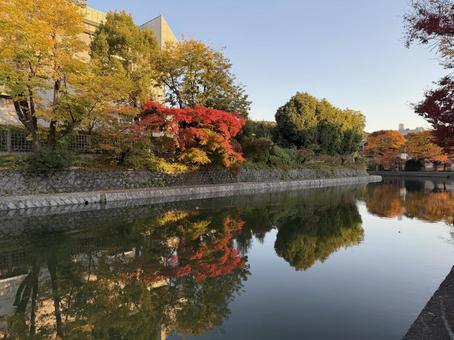紅葉(琵琶湖疏水と反射する水面) 紅葉,秋,京都の写真素材