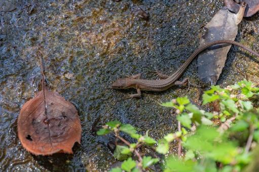 雨上がりの苔むした岩を歩くニホンカナヘビ 蜥蜴,カナヘビ,爬虫類の写真素材