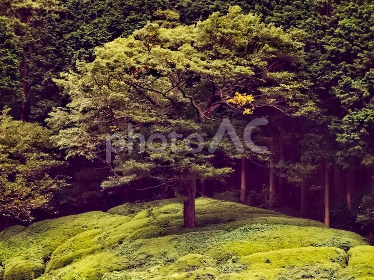 丘の上の一本の木 木,自然,風景の写真素材