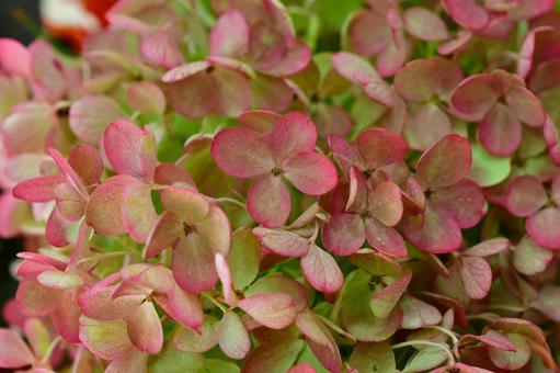 ピンクのミナヅキの写真