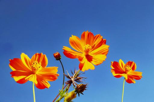 キバナコスモス4の写真