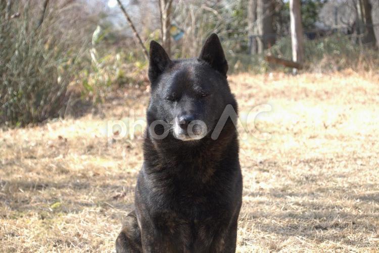 口の周りの毛が白くなってきたシニア犬 犬,甲斐犬,かわいいの写真素材
