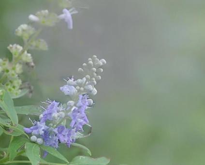 Photo, early summer, refreshing, cool, 
