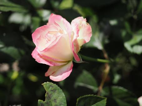 バラ園にて綺麗な薔薇を撮った写真 バラ園にて綺麗な薔薇を撮った写真 花,薔薇,花びらの写真素材