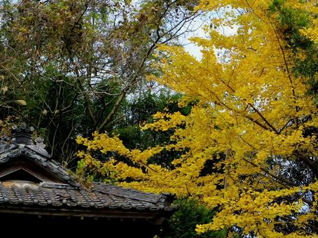 日本の紅葉 日本の紅葉 こうよう,銀杏,いちょうの写真素材
