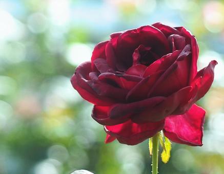 バラ バラ,薔薇,赤い花の写真素材