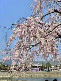 しだれ桜 しだれ桜の写真