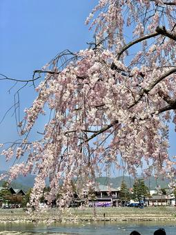 Photo, spring, cherry blossoms, pink, 